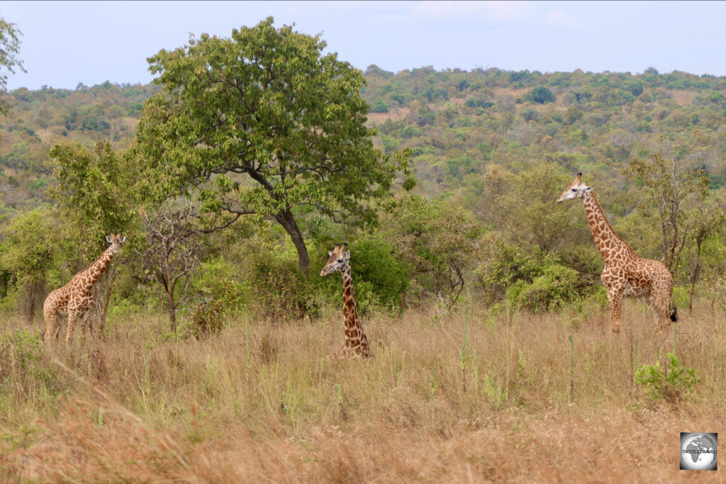 A juvenile Rothschild giraffe sleeping on the ground, while guarded by both parents.