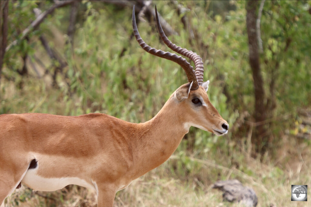 A male impala at Akagera National Park.