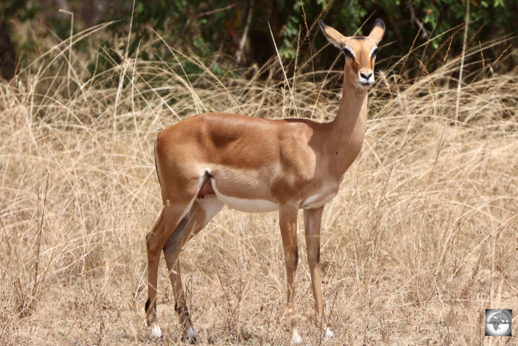 A female impala at Akagera National Park.