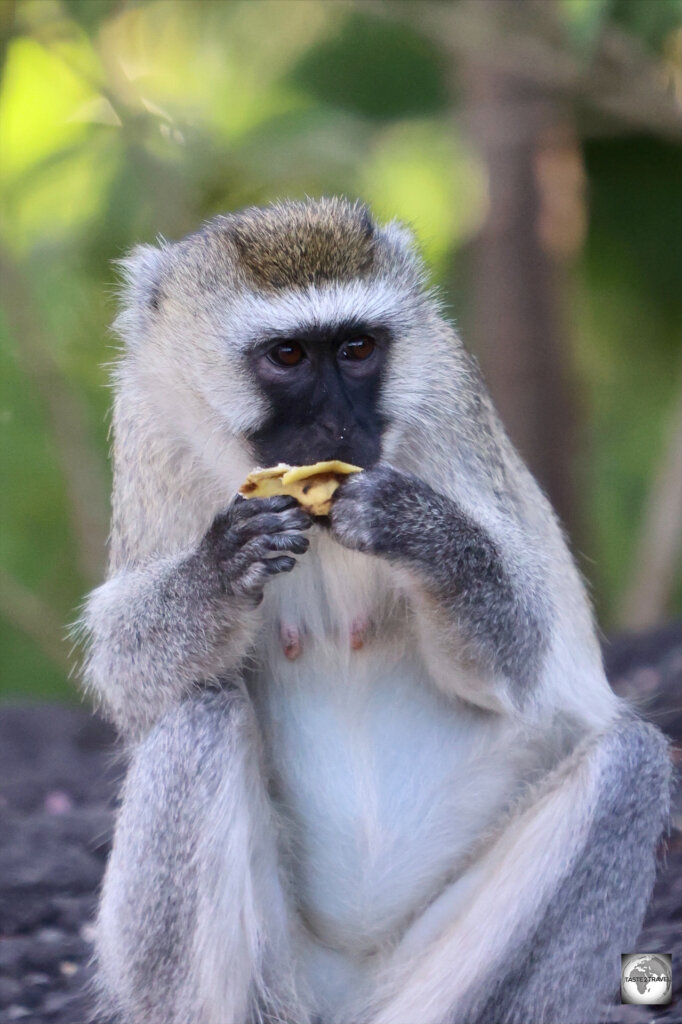 The gardens at Nyungwe Top View Hill Hotel attract Vervet monkeys.