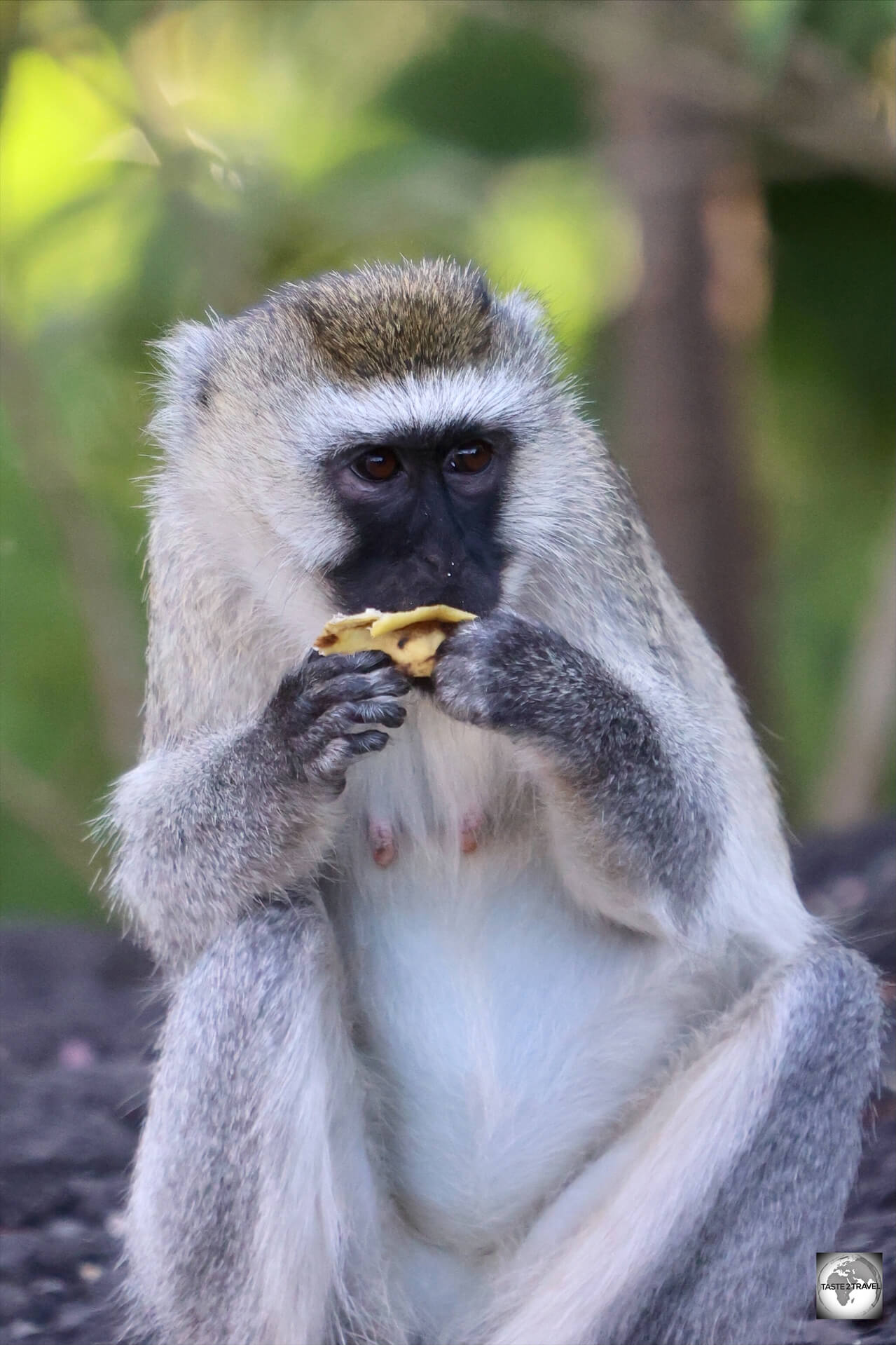 The gardens at Nyungwe Top View Hill Hotel attract Vervet monkeys.