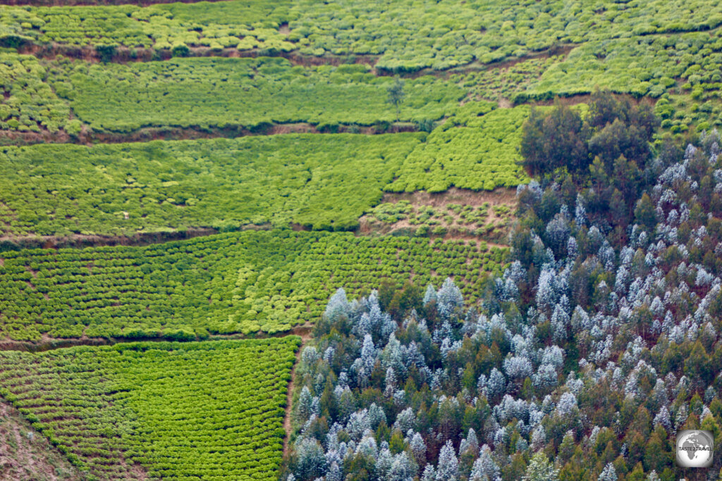 Tea plantations cover many of the hillsides in Rwanda.