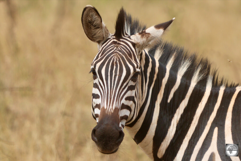 A Plains zebra at Akagera National Park, Rwanda.