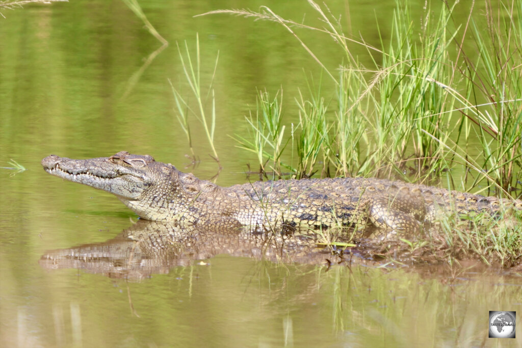 A juvenile crocodile at Akagera National Park.