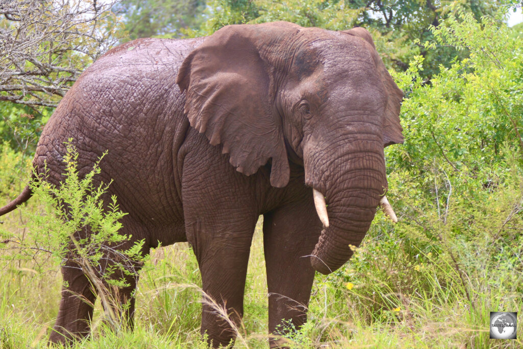 An elephant at Akagera National Park.