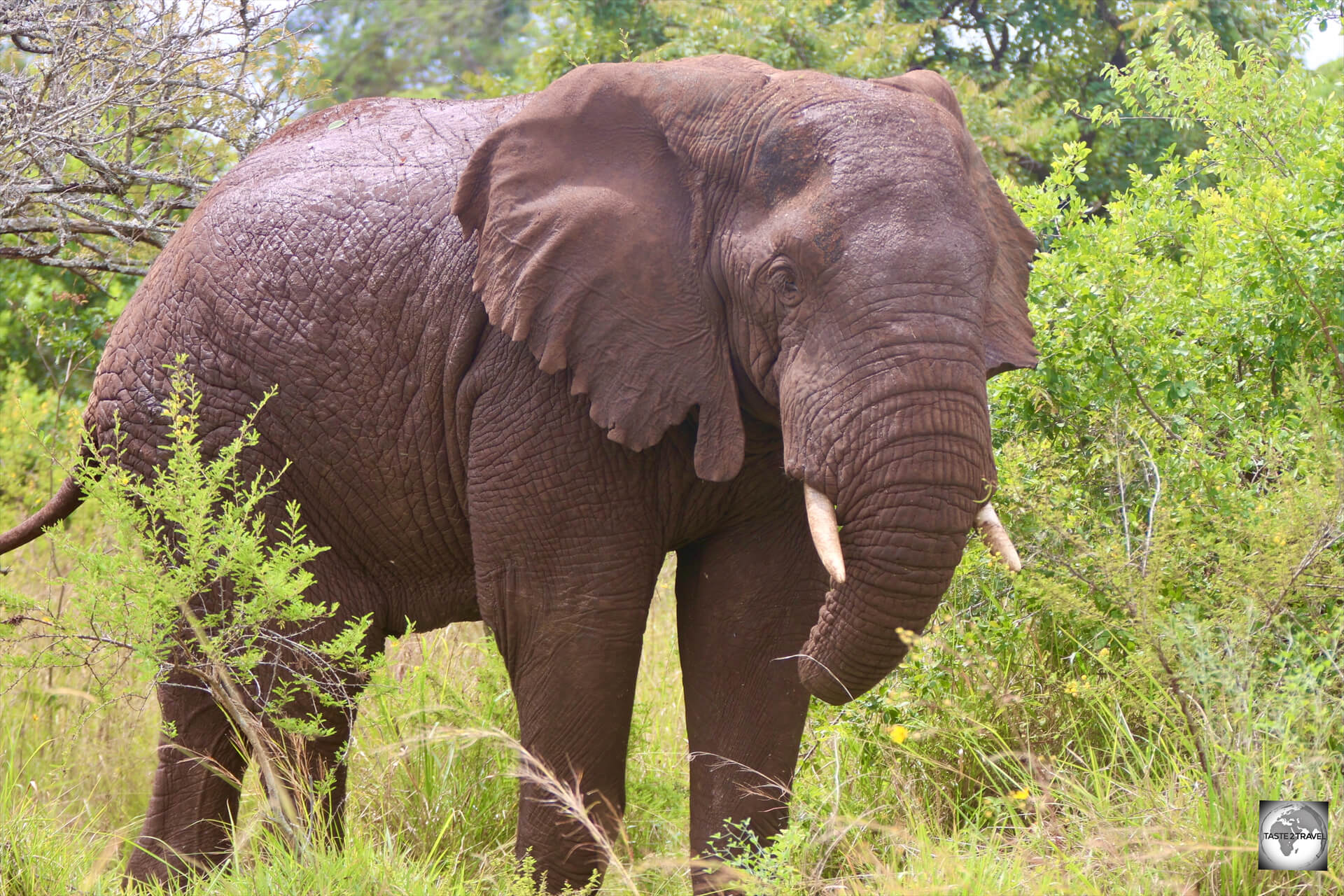 An elephant at Akagera National Park.