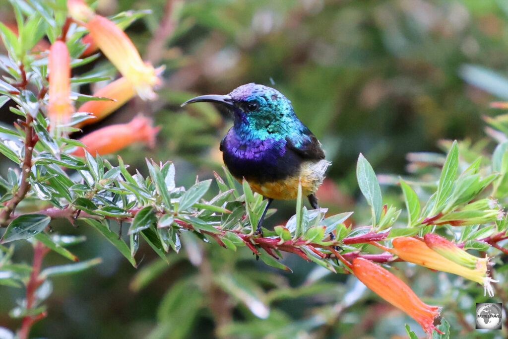The more colourful (male) Northern double-collared sunbird which I photographed in the garden at Nyungwe Top View Hill Hotel.
