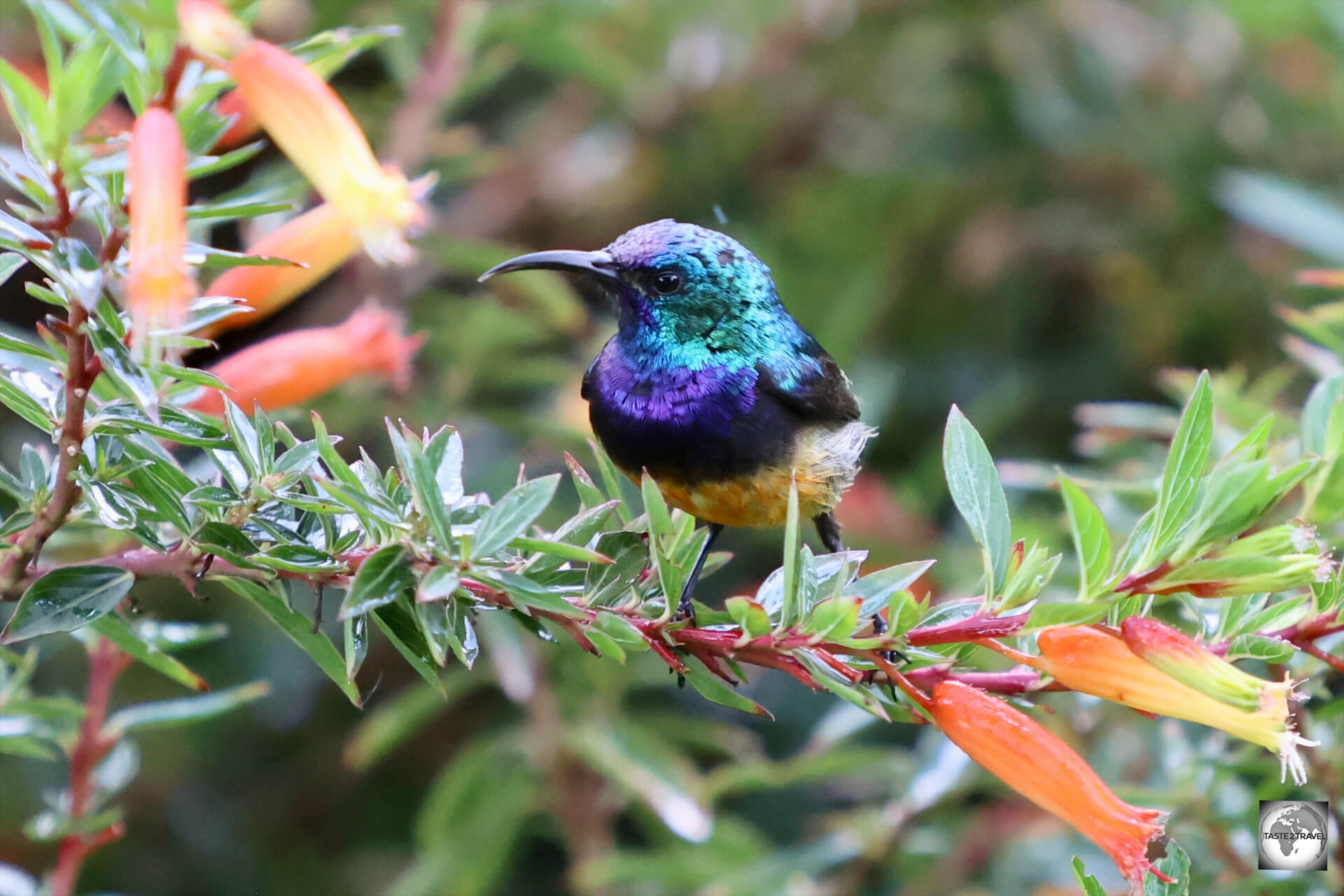 The more colourful (male) Northern double-collared sunbird, which I photographed in the garden at Nyungwe Top View Hill Hotel.
