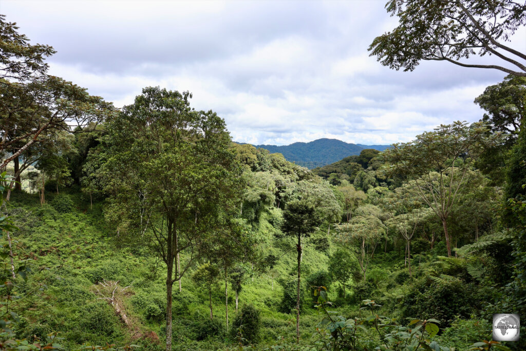 A view of the rainforest from a hiking trail in Nyungwe National Park.