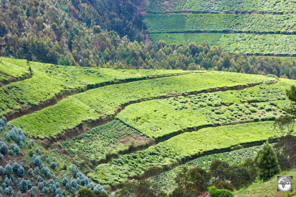The hilly terrain of Rwanda is ideal for the cultivation of tea and coffee.