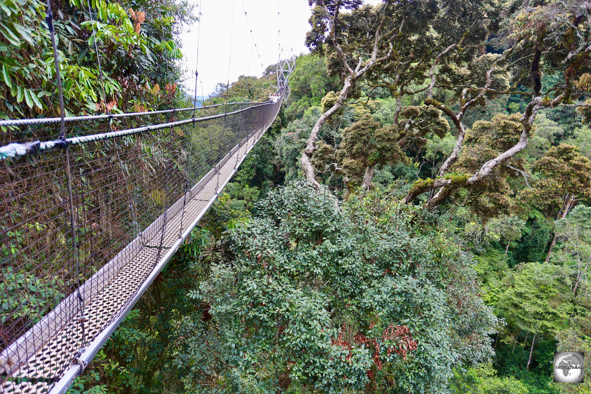 Suspended 70-metres above a ravine in the Nyungwe National Park, the canopy walkway provides an exhilarating perspective on the ancient rainforest.