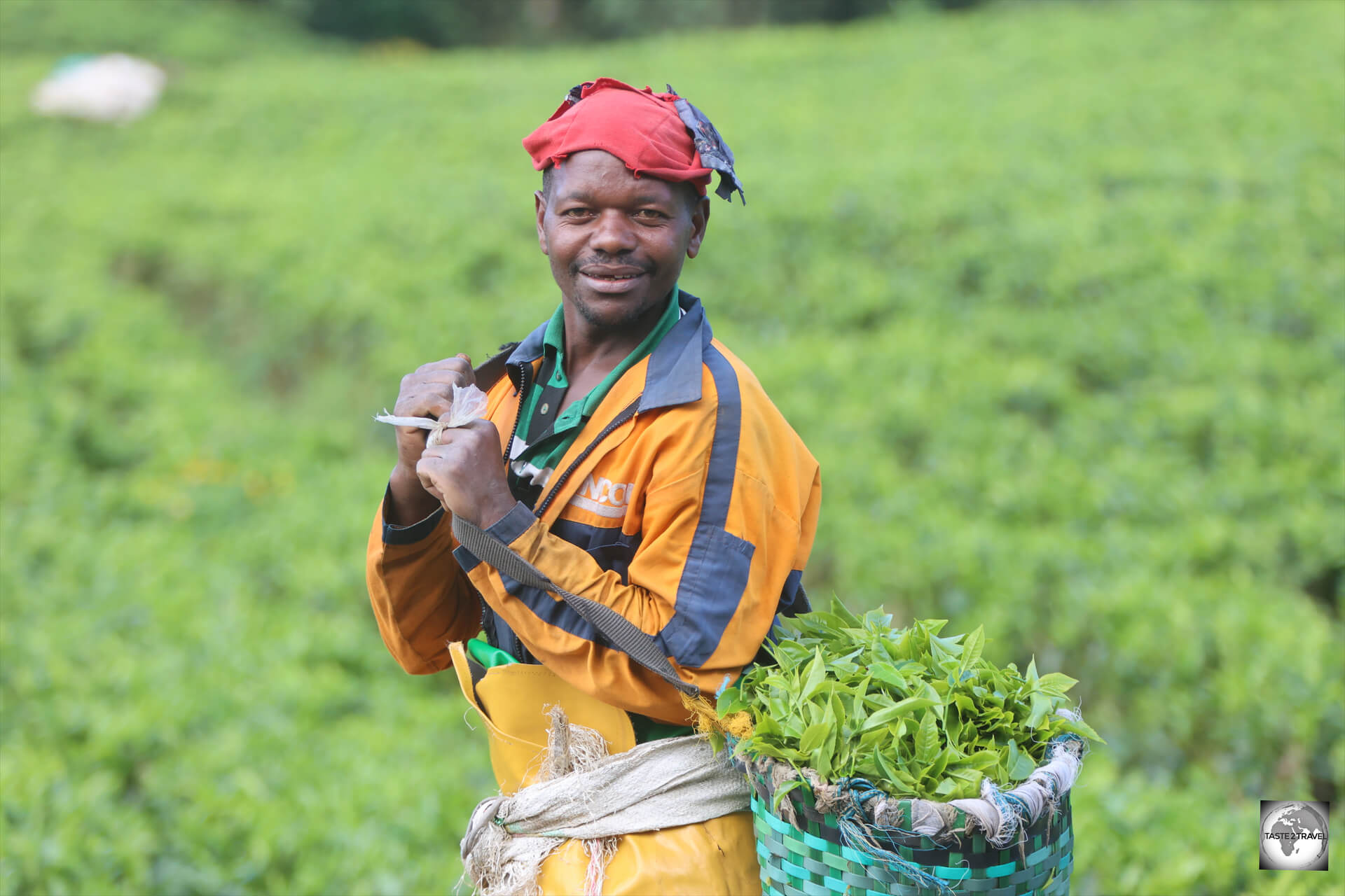 A tea picker at the Gisakura Tea Plantation.
