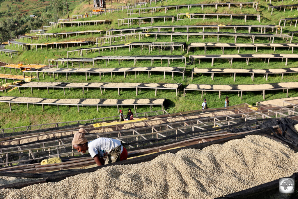 Coffee beans, laid out to dry, at the Kivubelt Coffee Plantation.