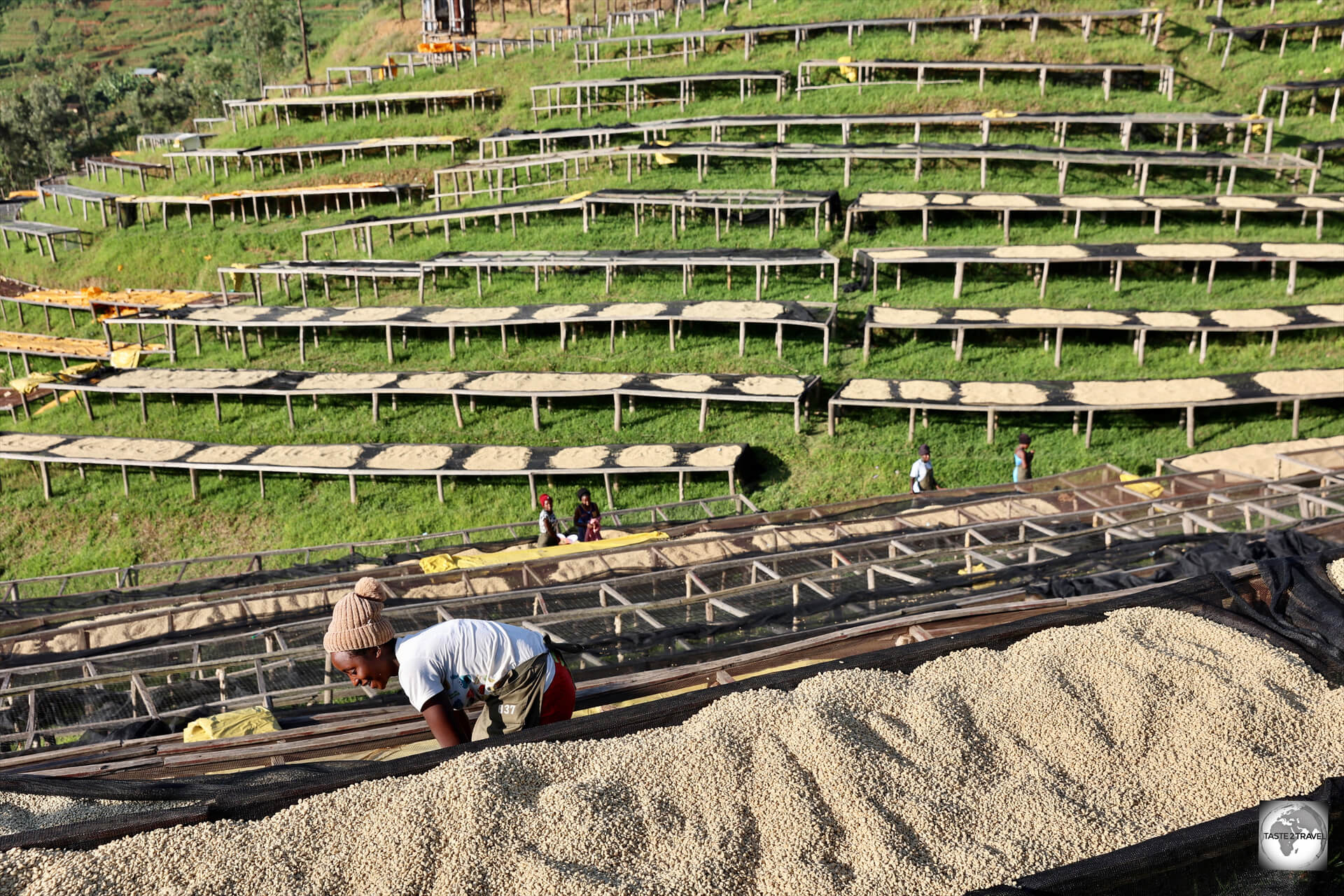 Coffee beans, laid out to dry, at the Kivubelt Coffee Plantation.