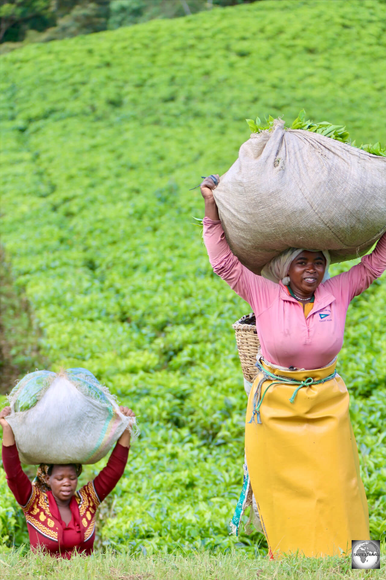 Tea pickers, at the Gisakura Tea Plantation.
