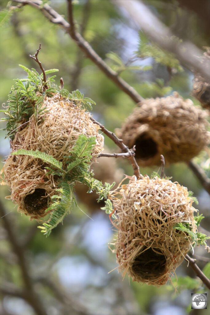 Weaver bird nests are always constructed by males, in the hope of attracting a female mating partner.