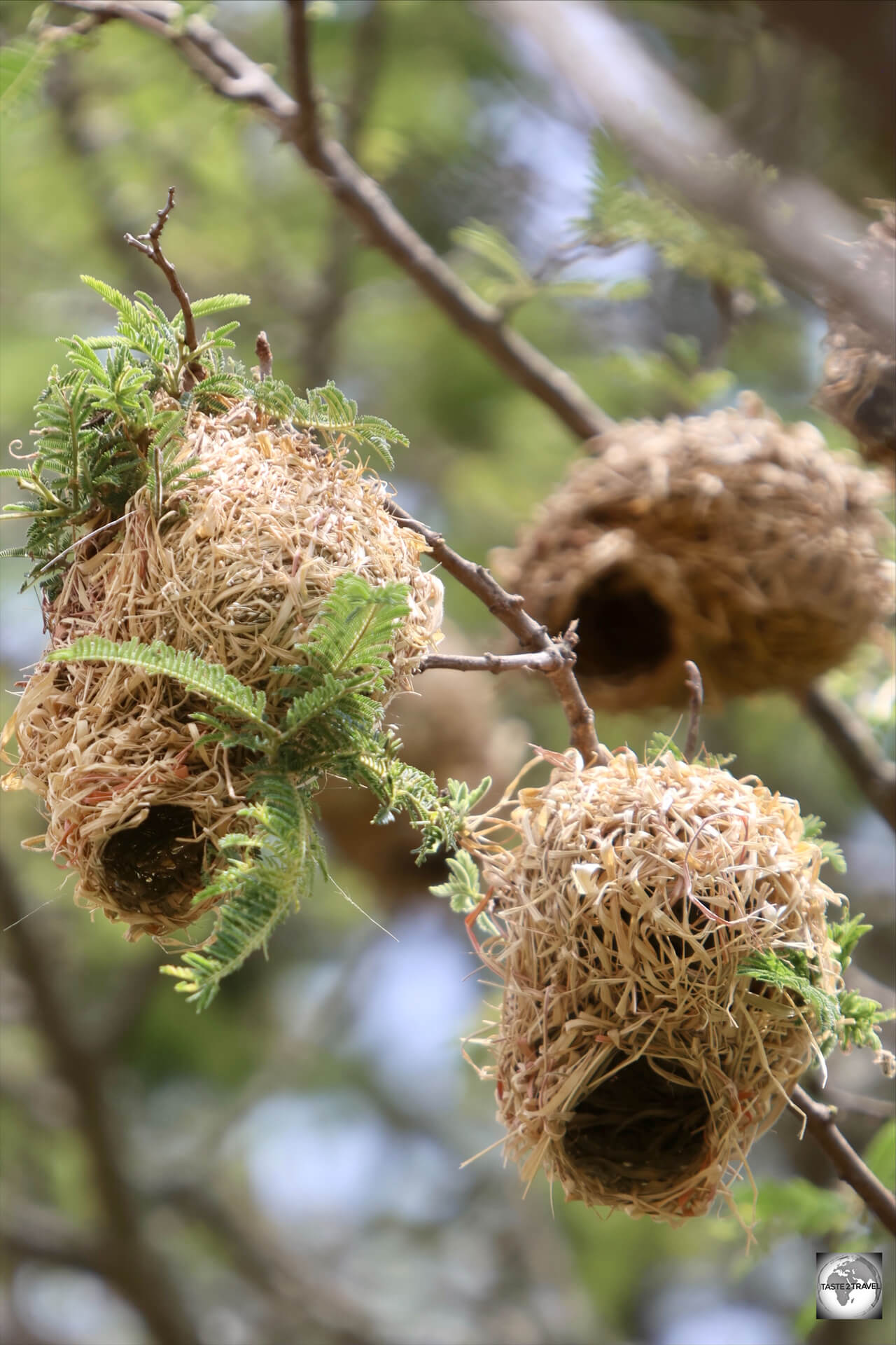 Weaver bird nests are always constructed by males, in the hope of attracting a mating partner.