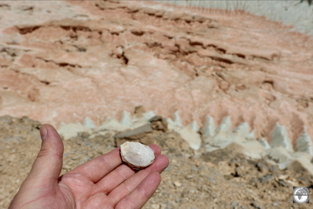 Fossilised seashells can be found everywhere at Yangykala Canyon.