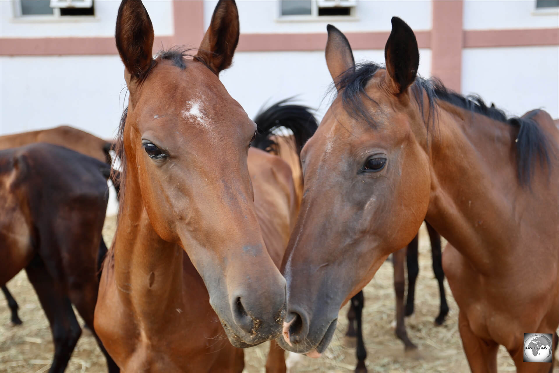 The Akhal-Teke, a breed of horse which originated in the Karakum Desert, is integral to Turkmen culture.