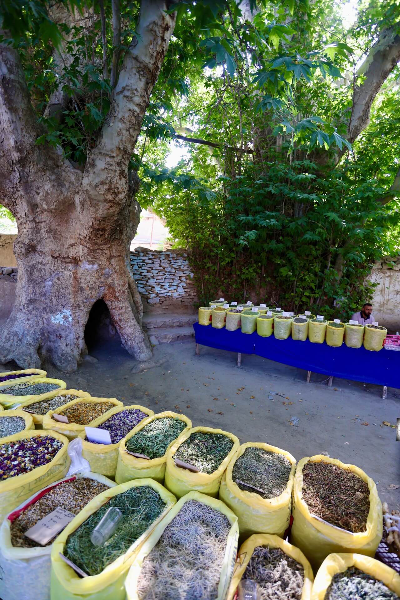 Tea vendors, selling tea, under the shade of the giant Plane tree in Nokhur village.