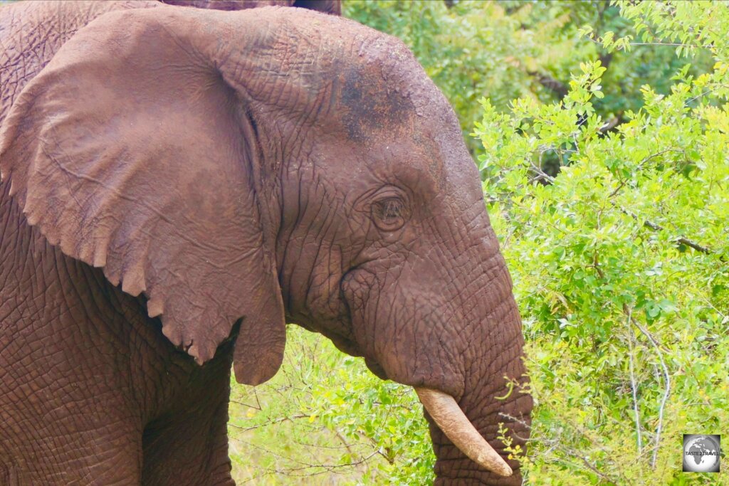 An elephant at Akagera National Park.