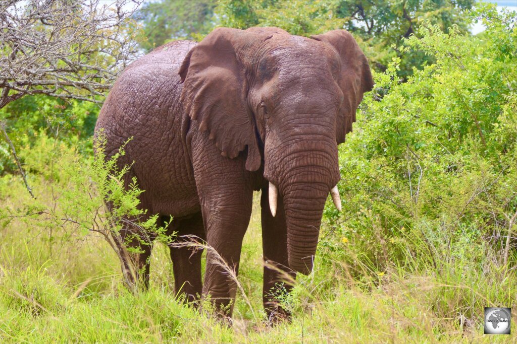 One of my favourite game parks in Africa, the Akagera National Park features all of the Big 5 animals - including lots of elephants.