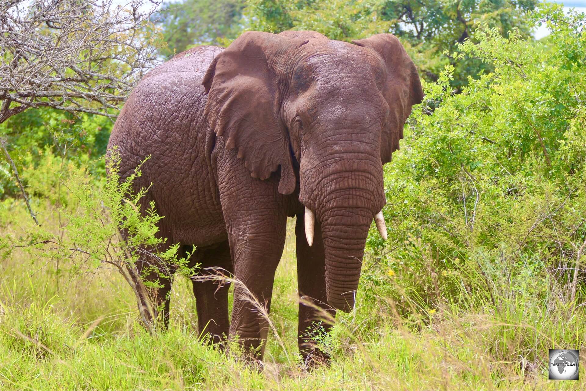 One of my favourite game parks in Africa, Akagera National Park features all of the "Big 5" animals - including elephants.