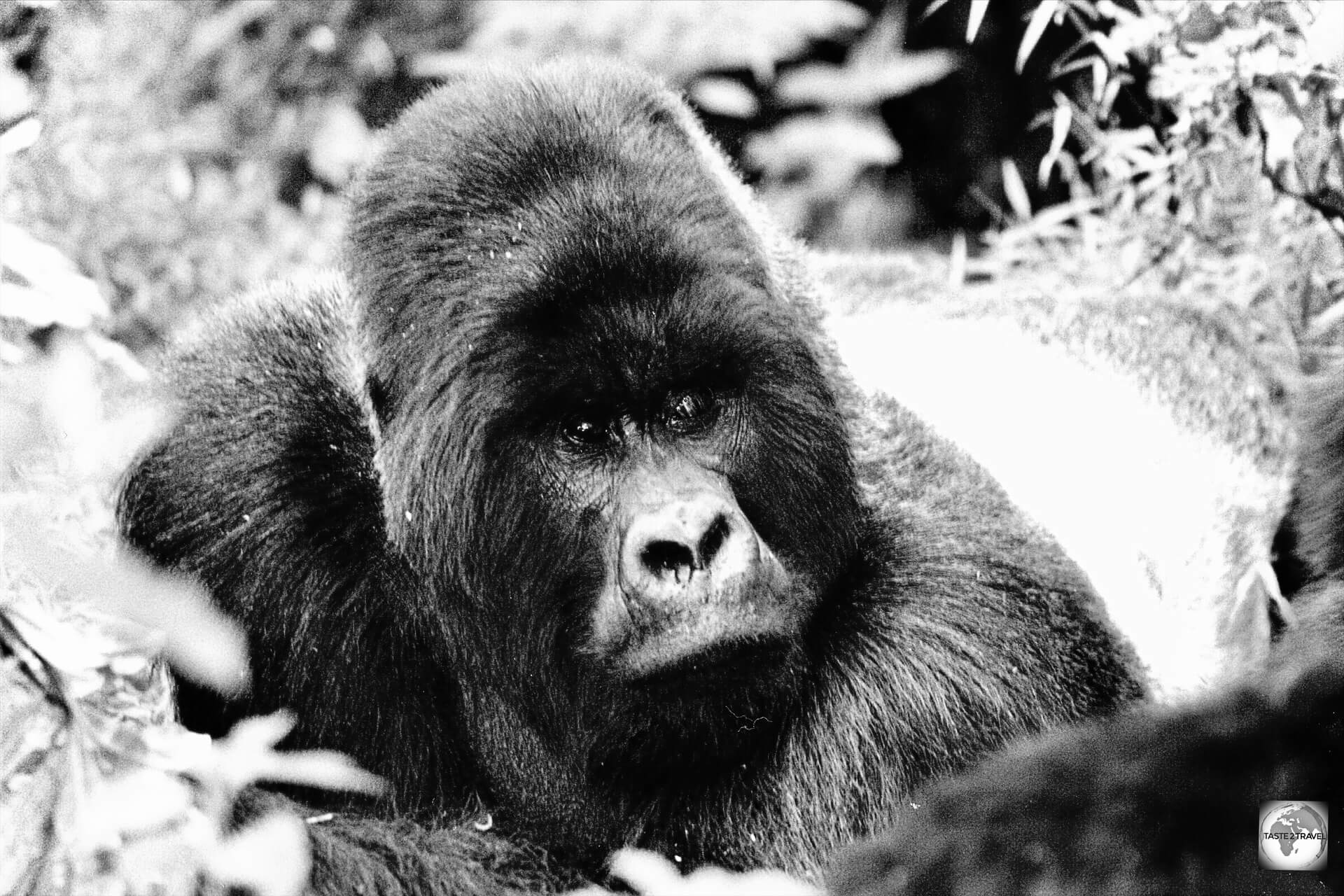Flashback to my Gorilla trek in Zaire in 2002.